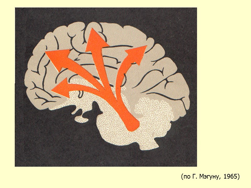 (по Г. Мэгуну, 1965)